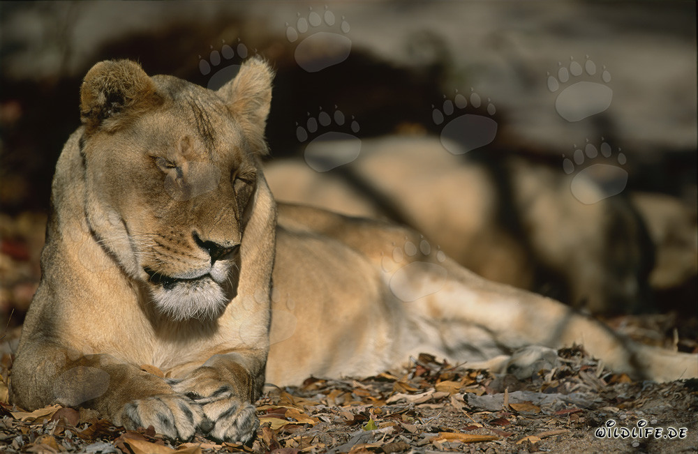 Lionessa berbera esausta nella natura selvaggia del Nord Africa