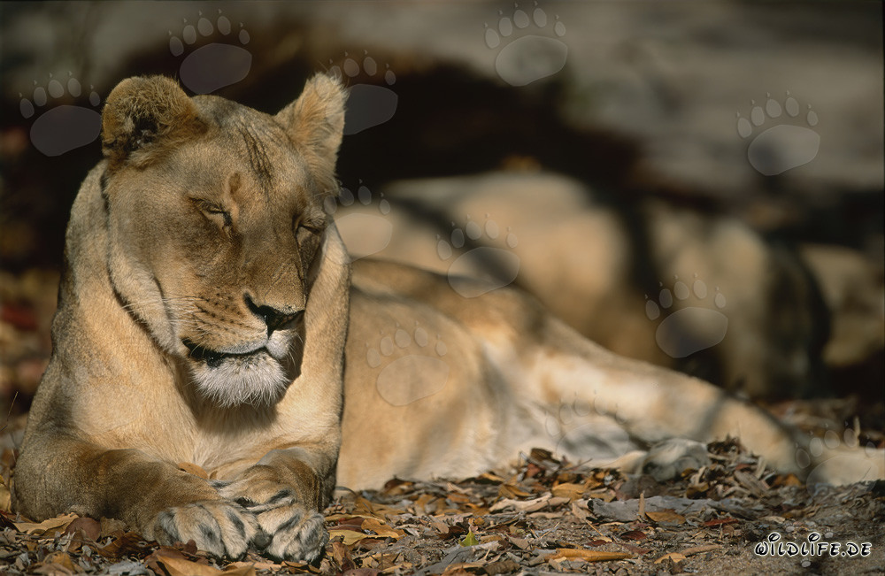 Lionne berbère épuisée dans la nature sauvage de l'Afrique du Nord