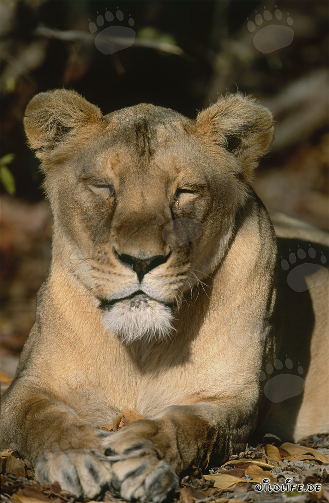Leonessa berbera addormentata sotto un imponente albero