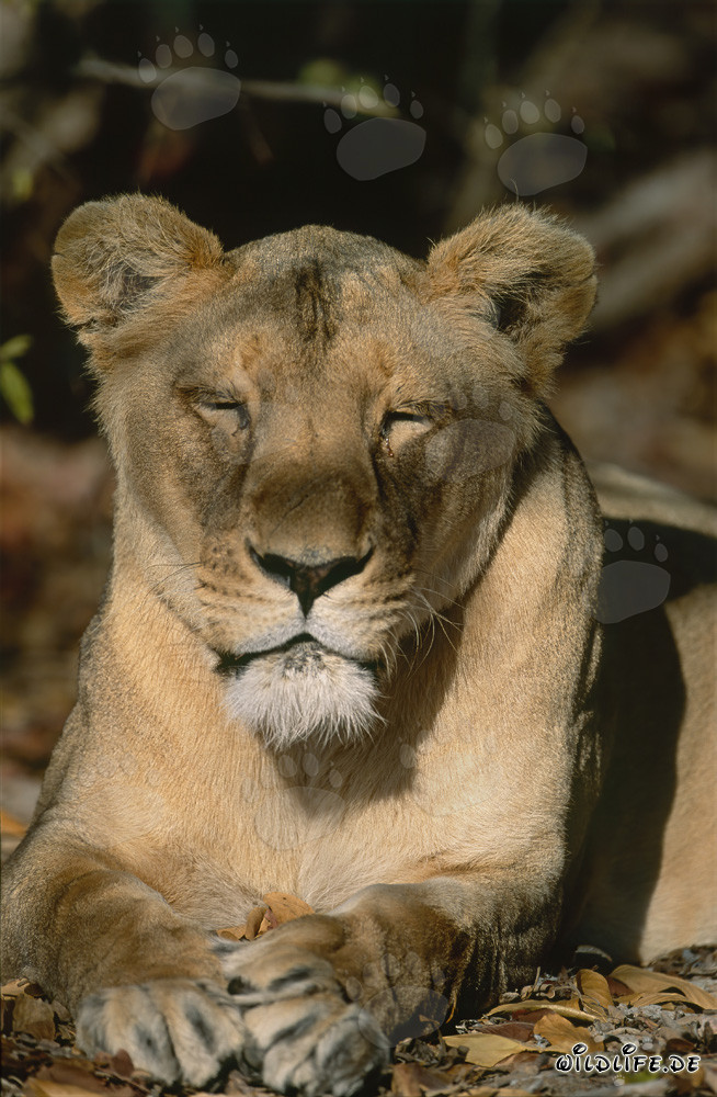Schlafende Berberlöwin unter einem imposanten Baum ruhend