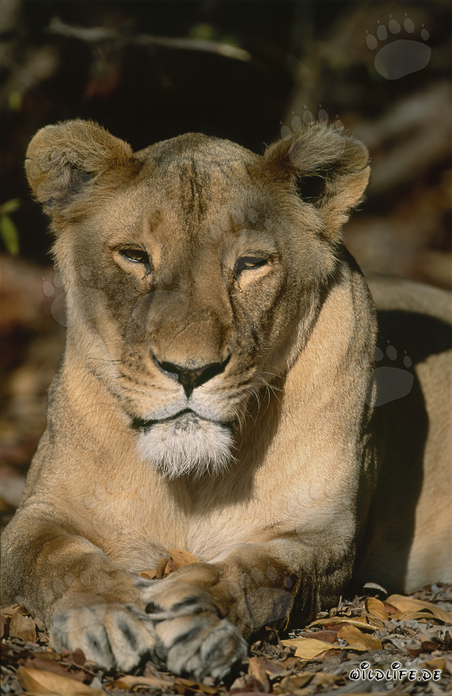 Leona berebera somnolienta