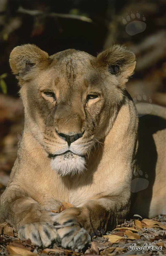 Lionne berbère endormie