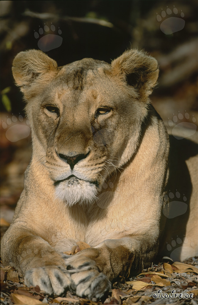 Female Barbary Lion in the shade of a tree