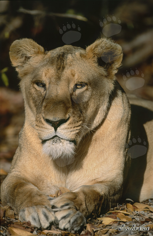 Lionne berbère à l'ombre d'un arbre
