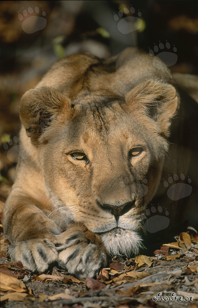 Entspannte Berberlöwin in der Wildnis von Südafrika