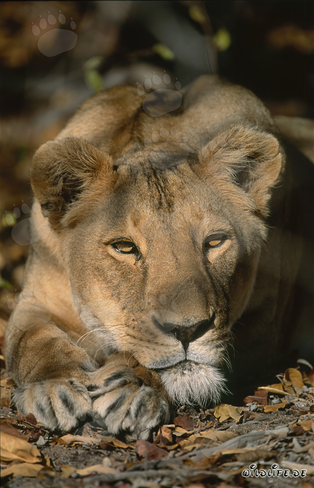 Leona beréber relajada en la naturaleza salvaje de Sudáfrica