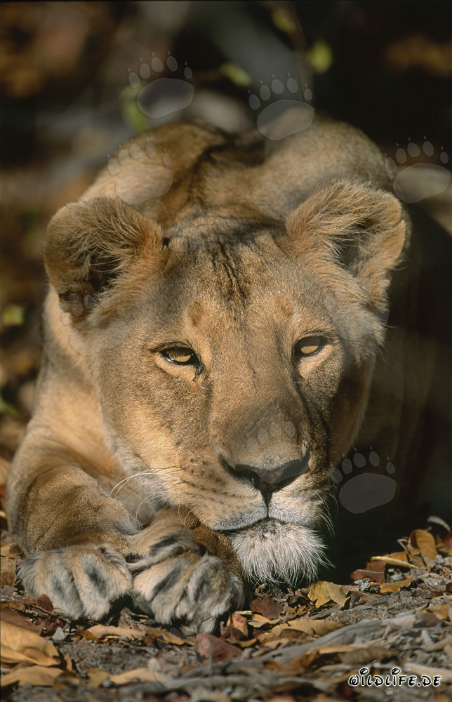 Leonessa berbera rilassata nella natura selvaggia del Sudafrica
