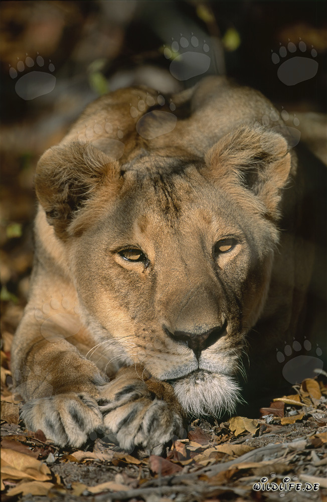 Female Barbary Lion Panthera leo leo in Captivity