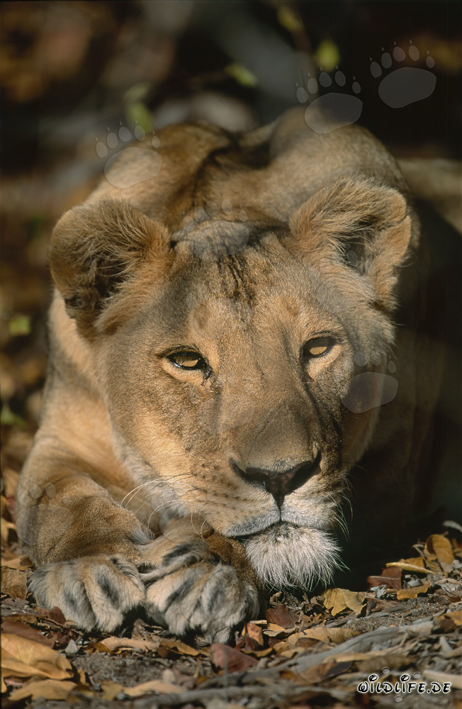 Leona bereber Panthera leo leo en cautiverio