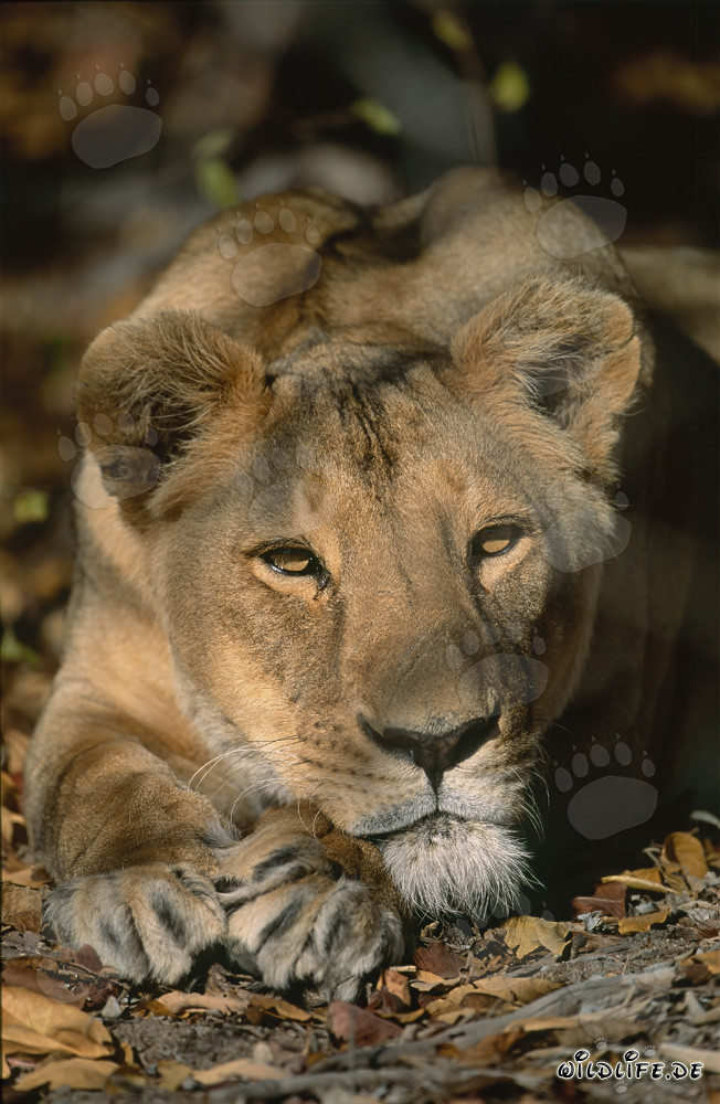 Leonessa berbera Panthera leo leo in cattività