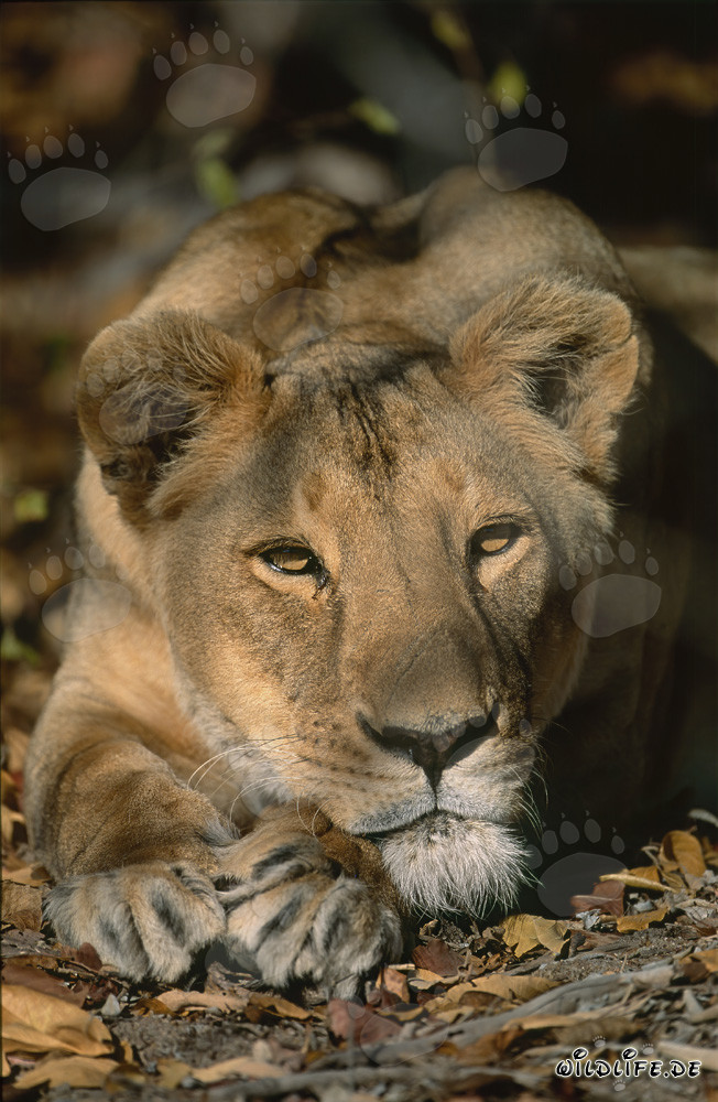 Lionne berbère Panthera leo leo en captivité
