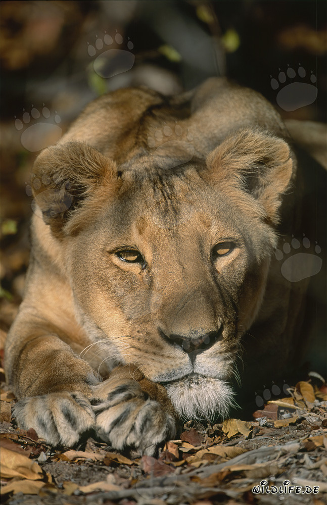 Berber Löwin ruht sich nach der Jagd aus