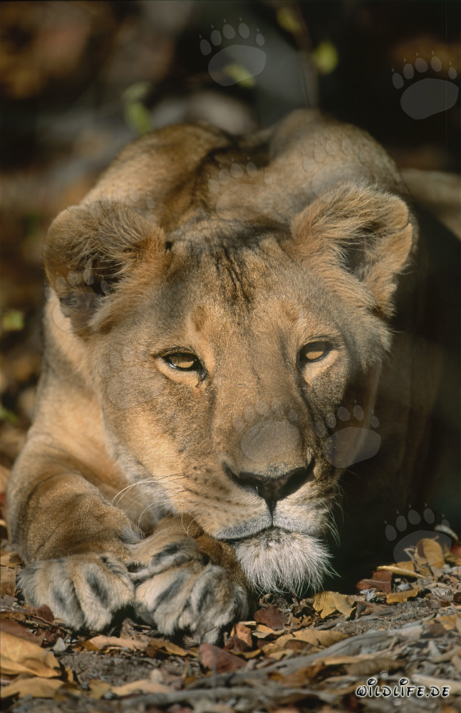 Female Barbary lion resting after the hunt