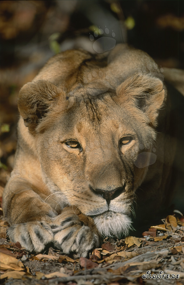 Leona bereber descansa después de la caza