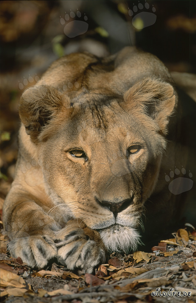 Lionne berbère se repose après la chasse