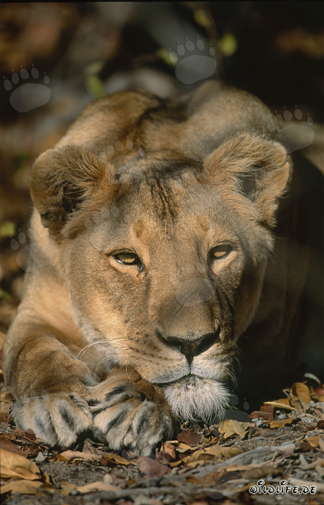 Relaxing Female Barbary Lion in South Africa