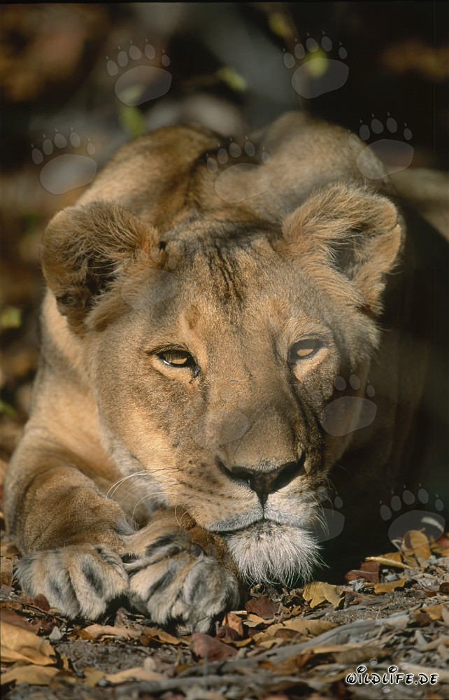 Entspannende Berber Löwin in Südafrika