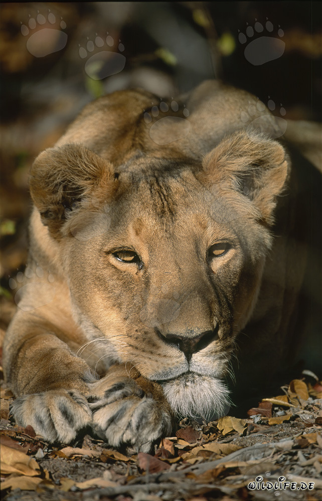 Leona bereber relajante en Sudáfrica