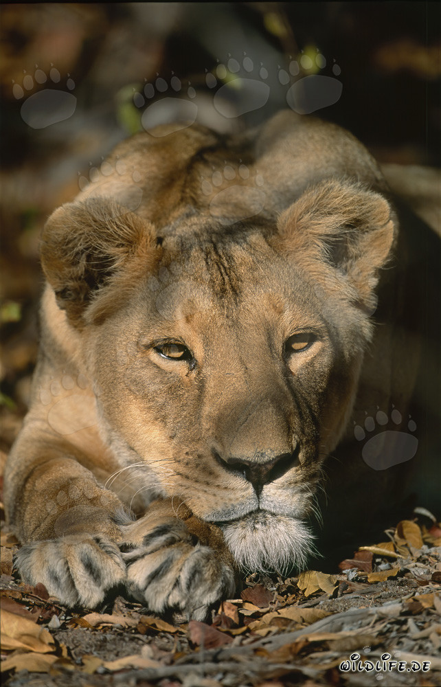 Leone berbero rilassante in Sudafrica