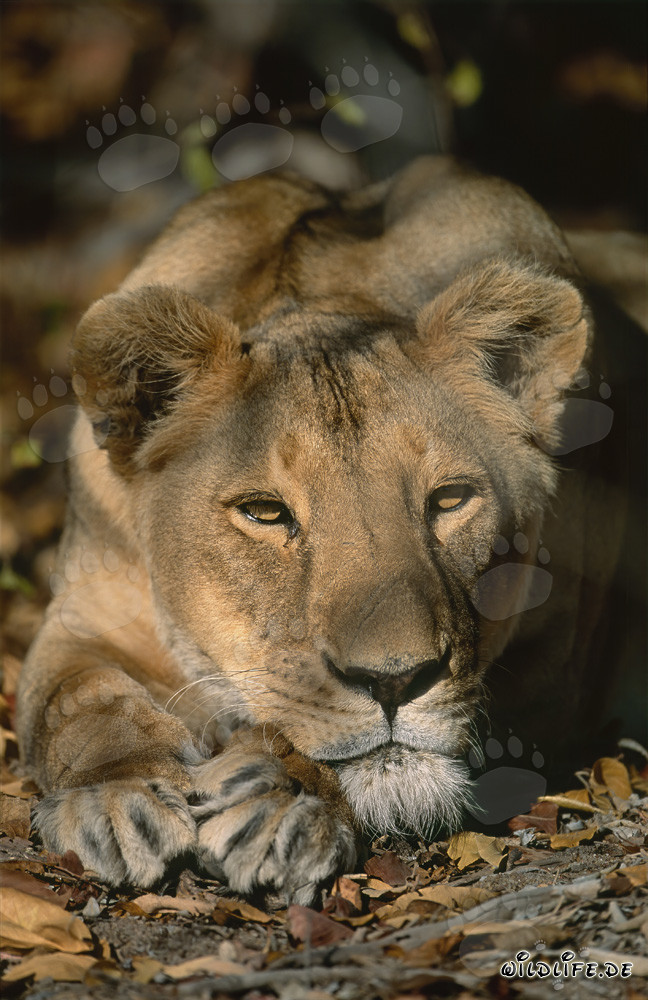 Berber Löwin schaut interessiert