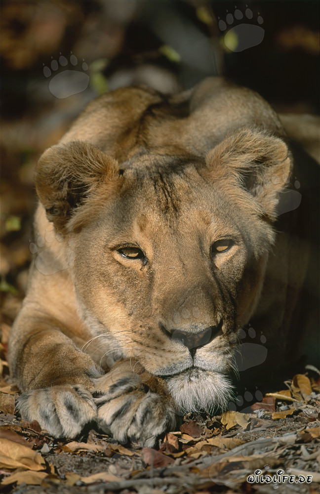 Female Barbary lion look interested