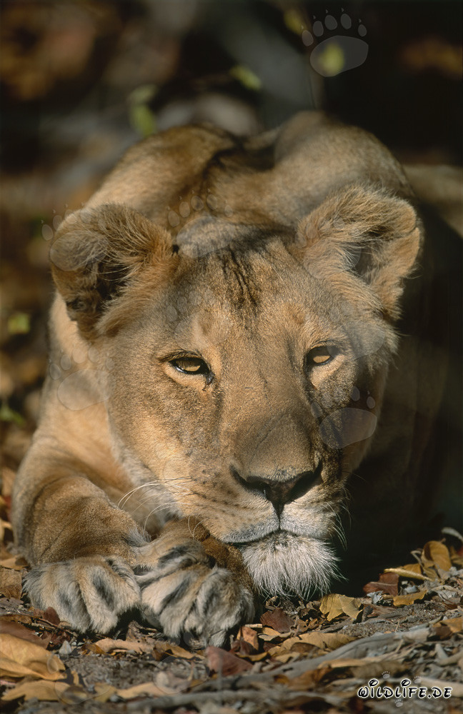 Leona bereber mira interesada