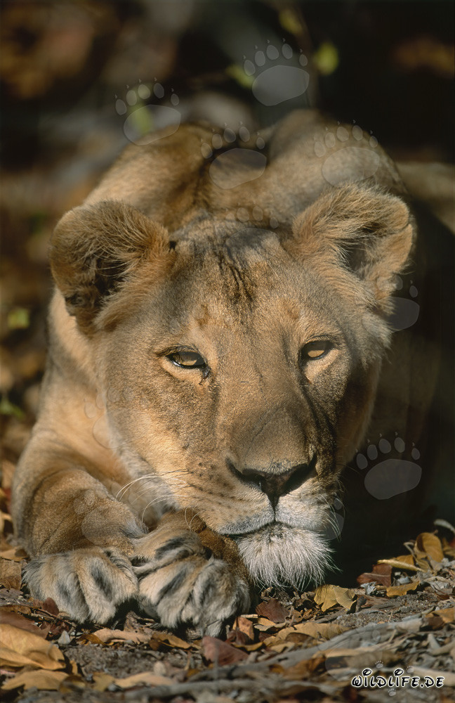 Leonessa berbera guarda interessata