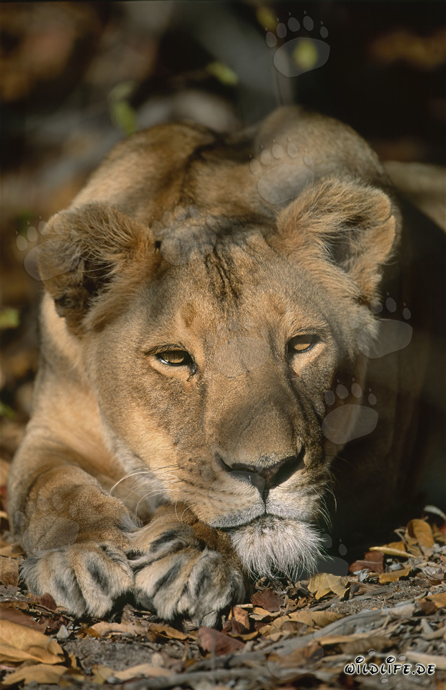 Der majestätische Blick einer Berberlöwin