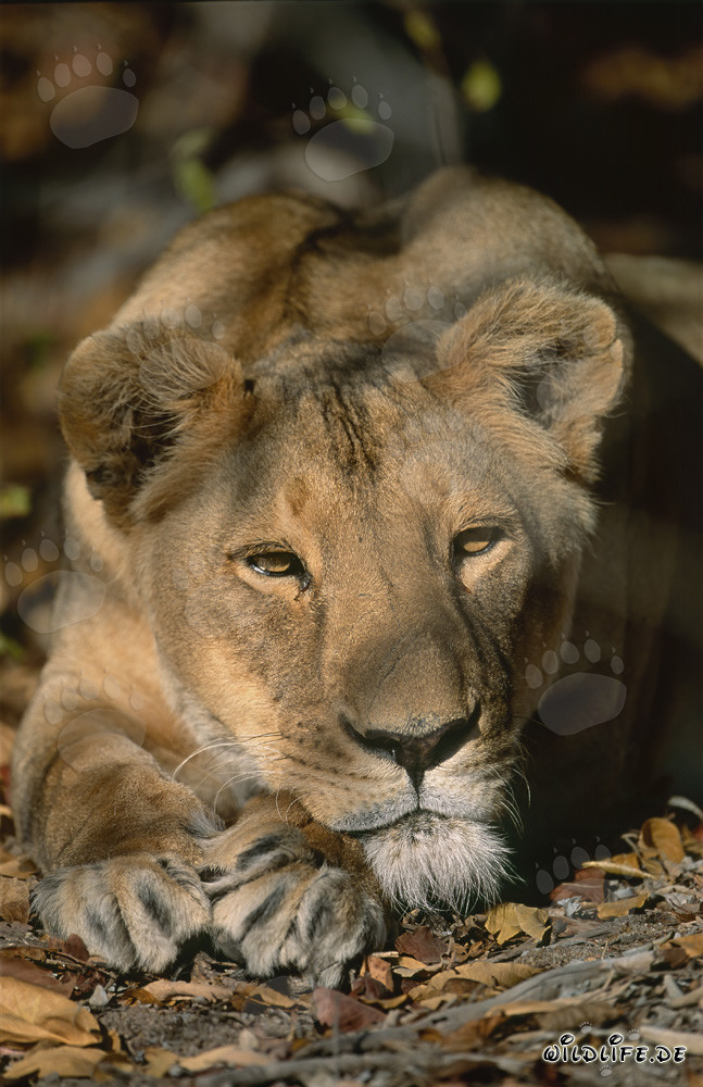 The majestic gaze of a Female Barbary lion