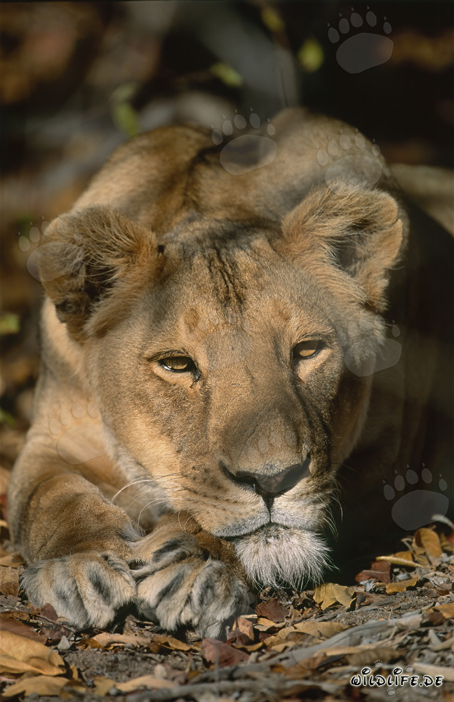 La majestuosa mirada de una leona bereber