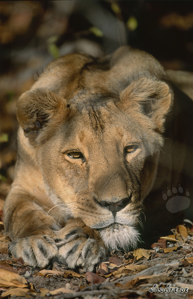 Lo sguardo maestoso di una leonessa berbera