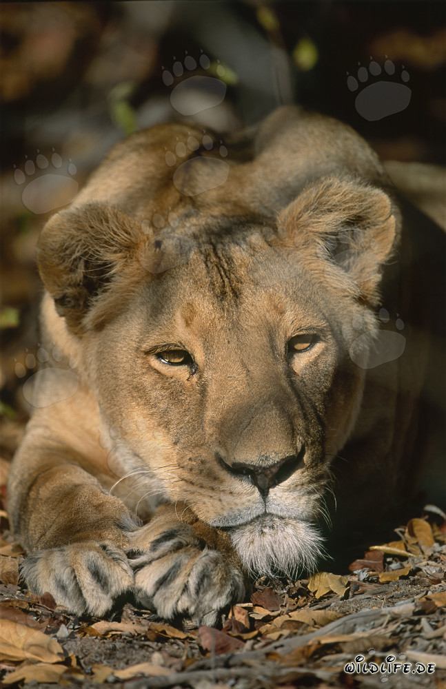 Le regard majestueux d'une lionne berbère