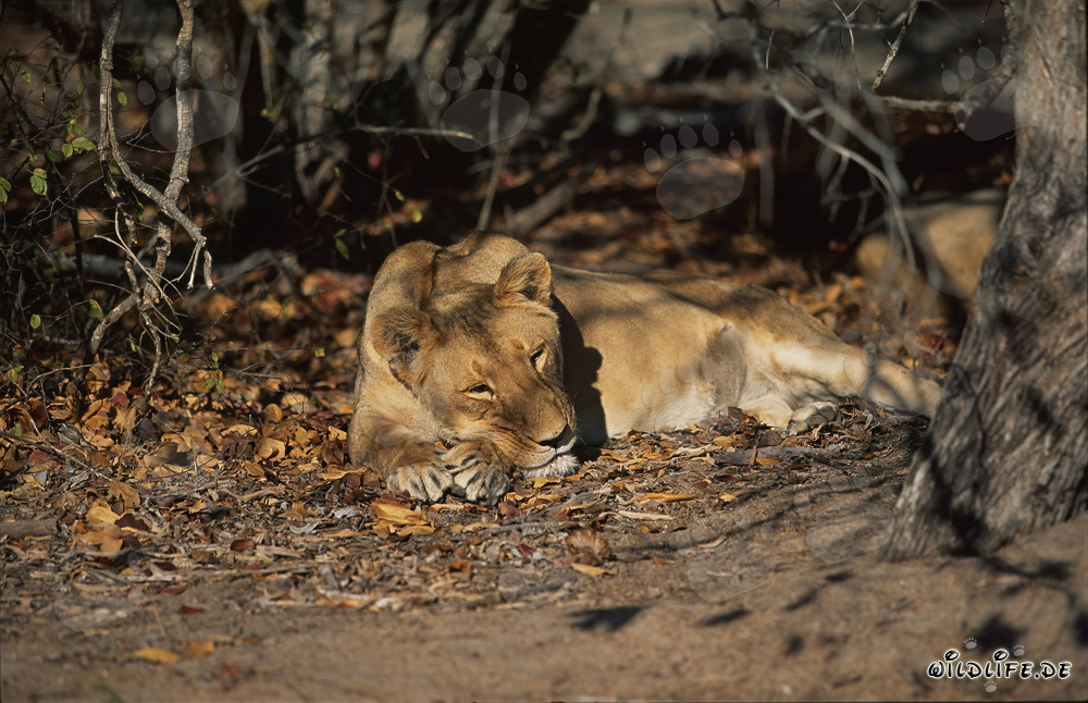Female Barbary Lion resting in the shade under a tree