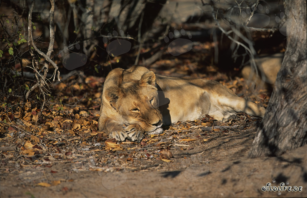Leonessa berbera riposa all'ombra sotto un albero