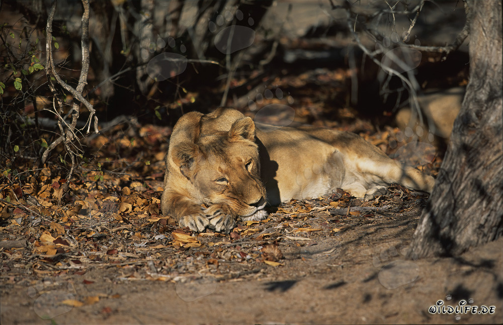 Lionne berbère se repose à l'ombre sous un arbre