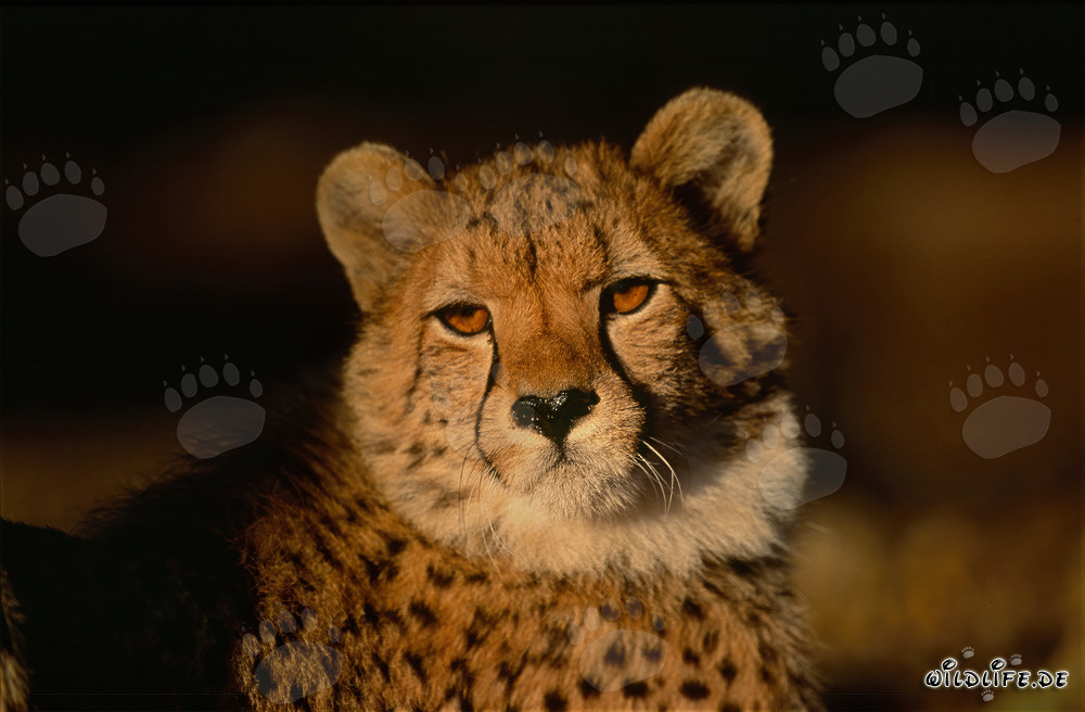 Elegante guepardo con mirada intensa