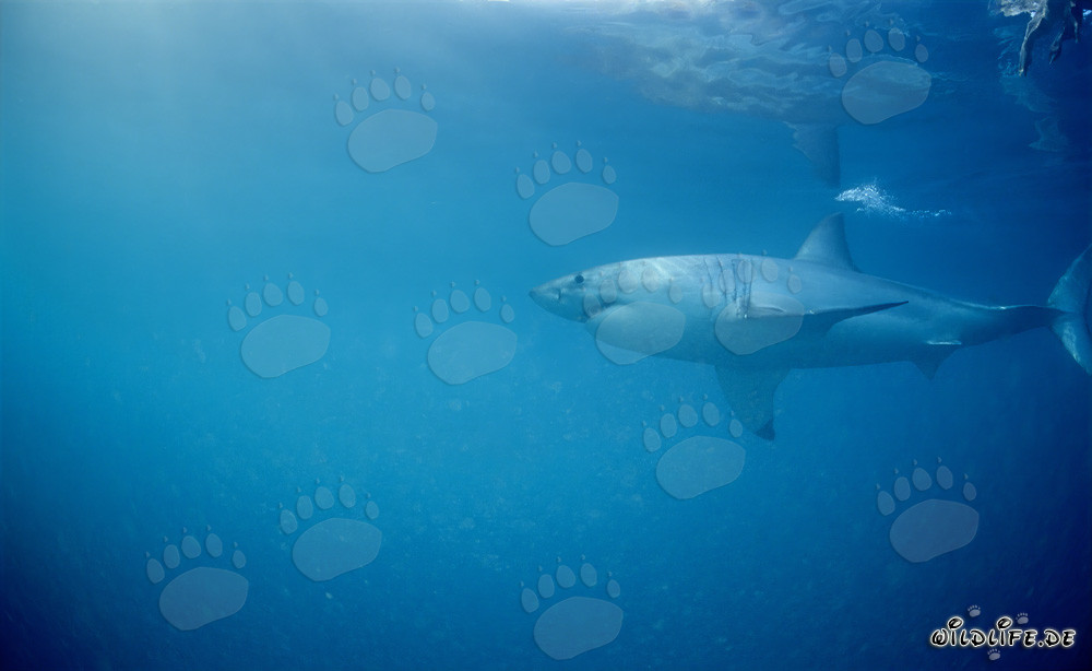 Gran tiburón blanco cazando focas