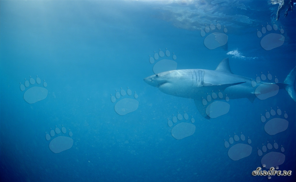 Grand requin blanc à la chasse aux phoques