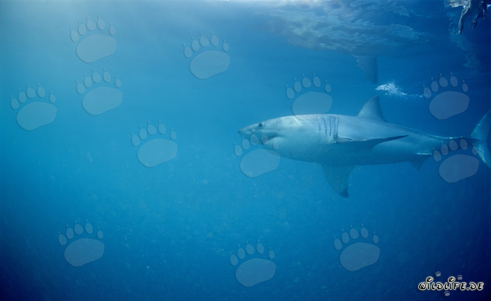 Grande squalo bianco in caccia di foche
