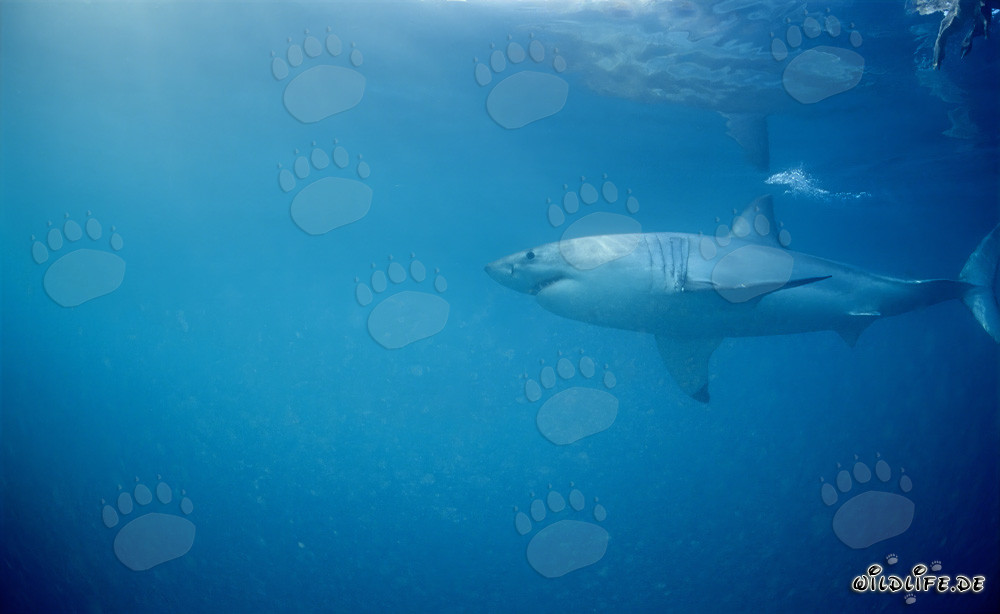 Great White Shark hunting for seals