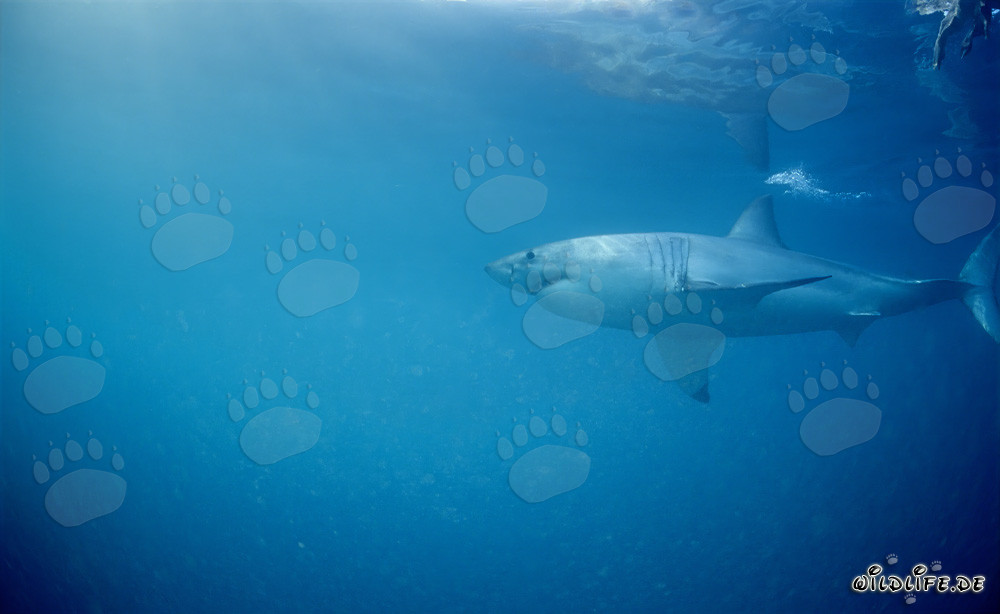Großer Weißer Hai auf der Jagd nach Robben