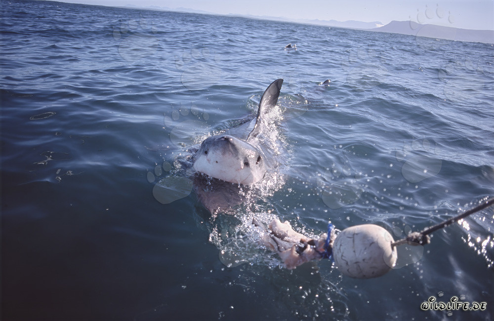 Impressionnant Grand Requin Blanc suit l'appât jusqu'au bateau
