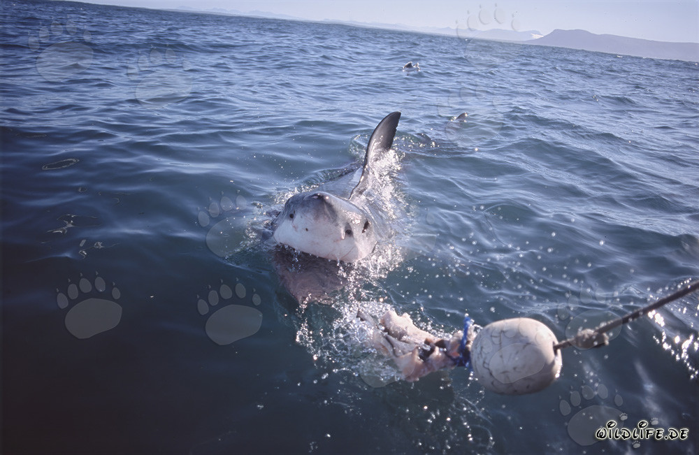 Impressive Great White Shark following the bait to the boat