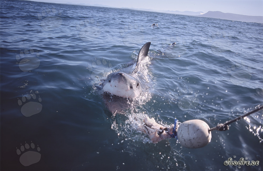 Impressionante Squalo Bianco segue l'esca verso la barca