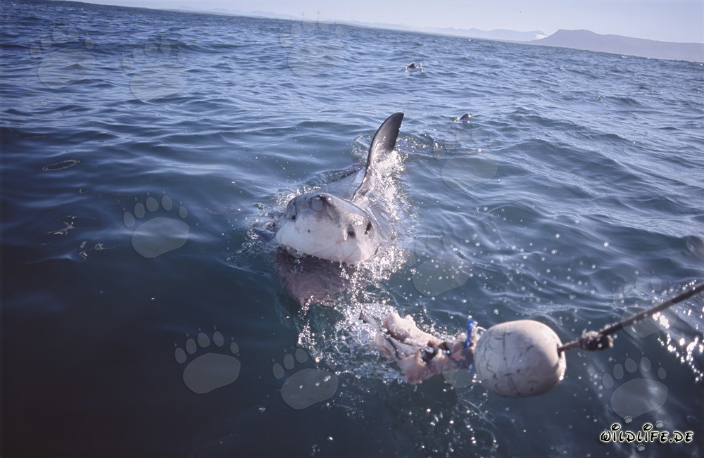 Beeindruckender Weißer Hai folgt dem Köder zum Boot