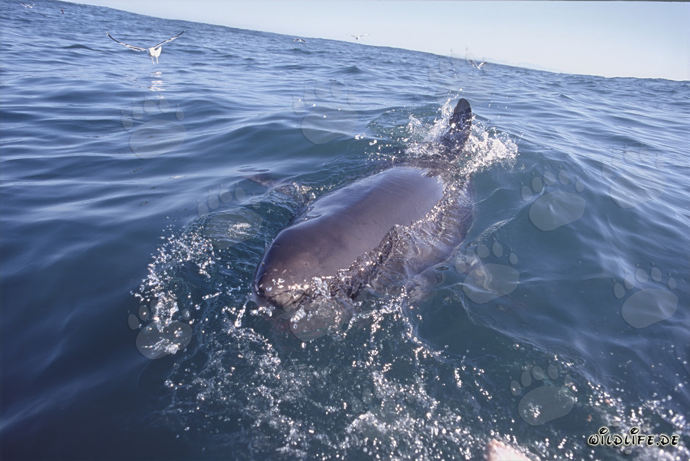 Gran tiburón blanco en la superficie del mar frente a la Isla Dyer