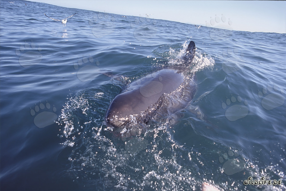 Grand requin blanc à la surface de la mer près de l'île Dyer