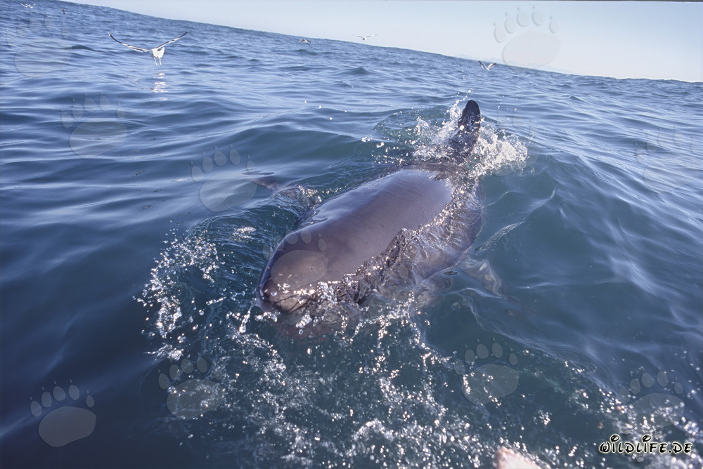 Impressive Great White Shark at the Ocean Surface near Dyer Island