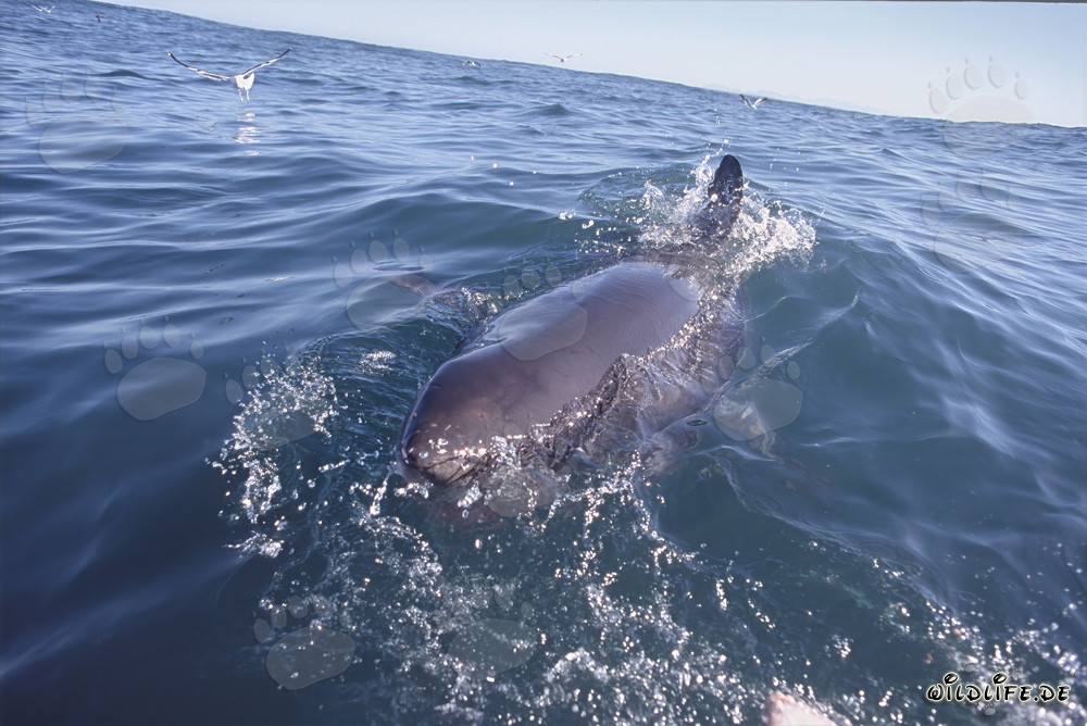Maestoso squalo bianco in superficie vicino all'Isola Dyer