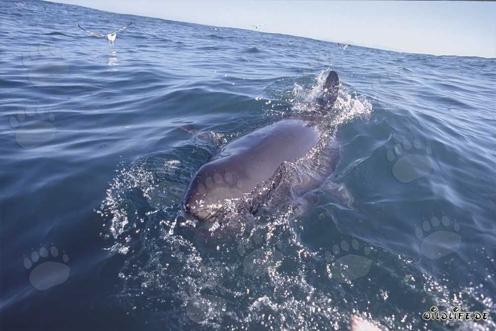 Imposanter Weißer Hai an der Meeresoberfläche vor Dyer Island